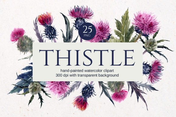 Thistle Watercolor Floral Clipart - Download Now